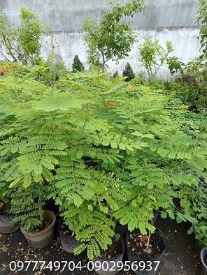 Giống Cây Hoa Hòe Cao Sản