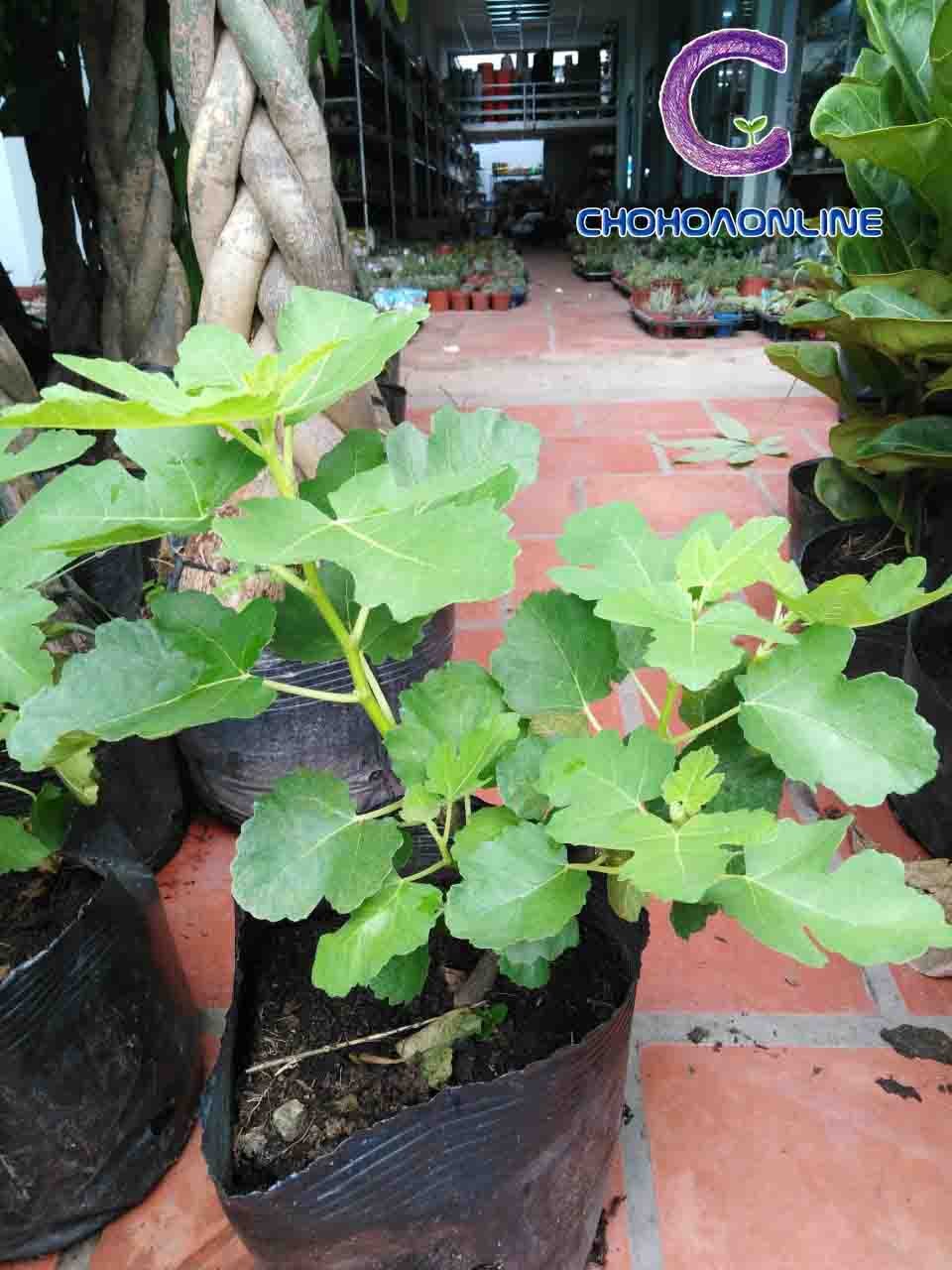 Cây Lan Cẩm Cù Chậu Treo