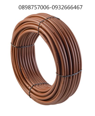 Cây Hòn Ngọc Viễn Đông