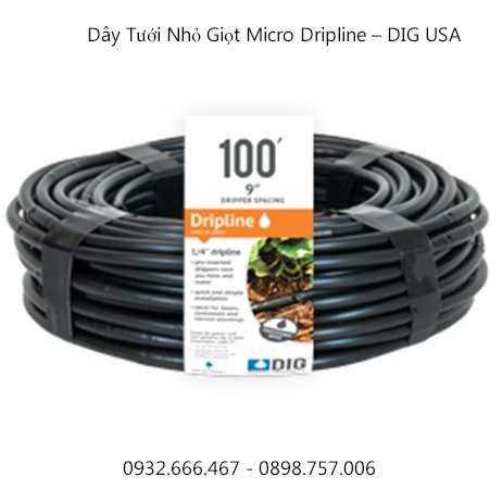 Cây Hòn Ngọc Viễn Đông 3
