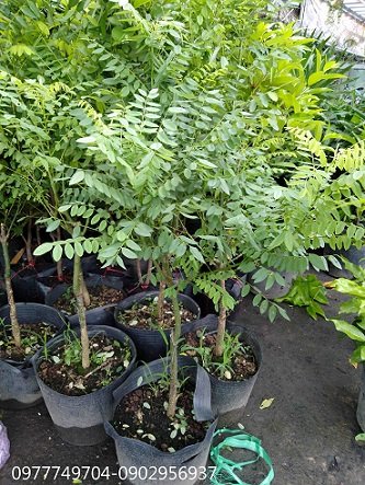 Cây Tuyết Tùng Để Bàn