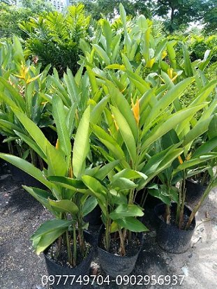 Cây Tuyết Tùng Để Bàn