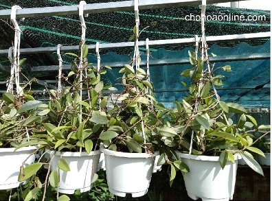 Cây Bướm Hồng