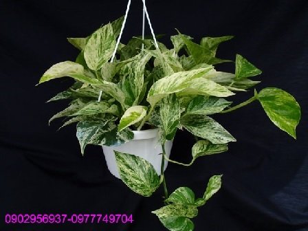 Cây Kè Nhật Trồng Chậu Phối Kết (mix nhiều loại)