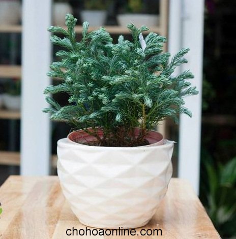 Cây Kè Nhật Trồng Chậu Phối Kết (mix nhiều loại)