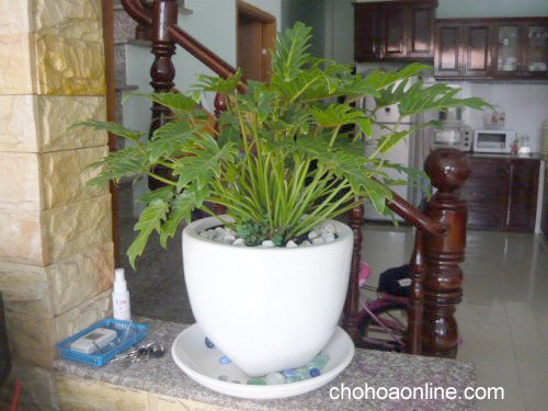 Cây Kè Nhật Trồng Chậu Phối Kết (mix nhiều loại)