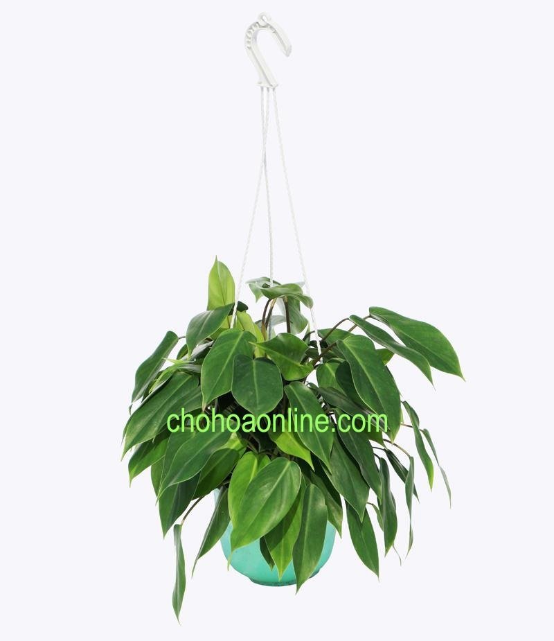 Cây Vú Sữa Hoàng Kim