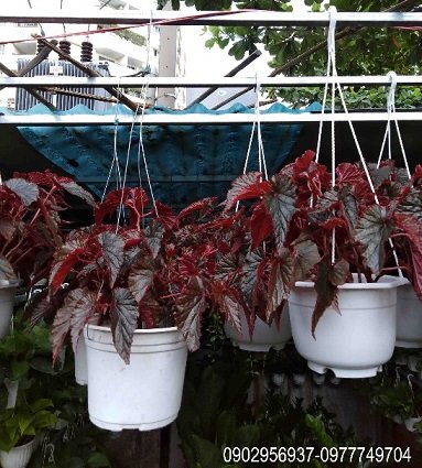 Cây Vú Sữa Hoàng Kim