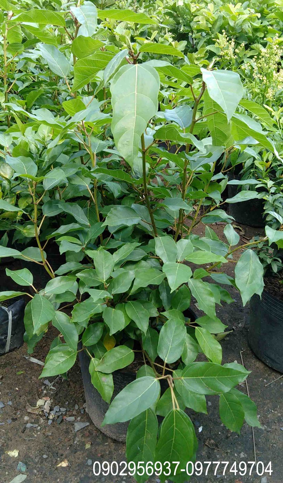 Cây Mai Tứ Quý