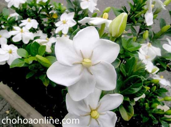 Cây Nha Đam Để Bàn