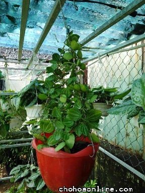 Cách Trồng Và Chăm Sóc Cây Tía Tô
