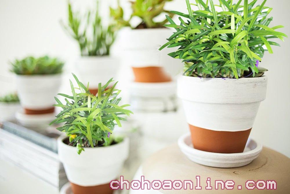 Cách Trồng Và Chăm Sóc Cây Bạc Hà