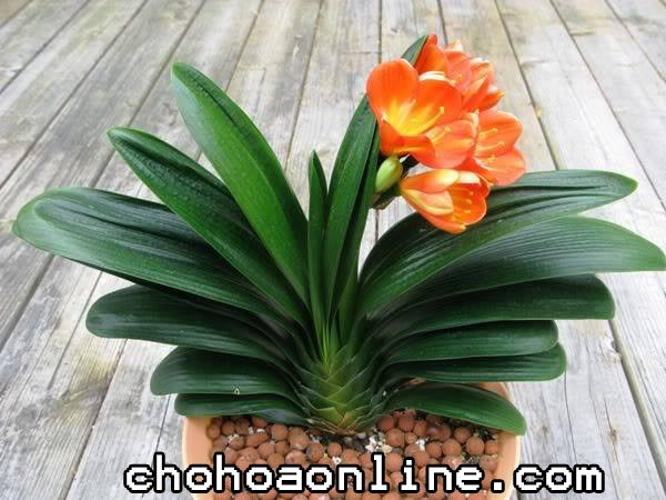 Cách Trồng Và Chăm Sóc Cây Hoa Hồng 2