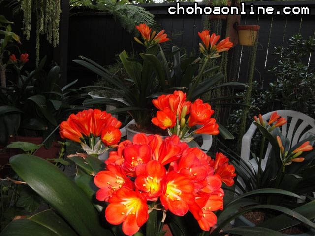 Cách Trồng Và Chăm Sóc Cây Hoa Hồng