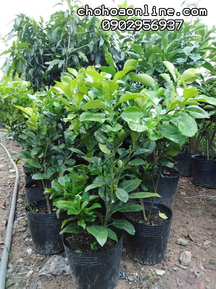 Giống Cây Tha La