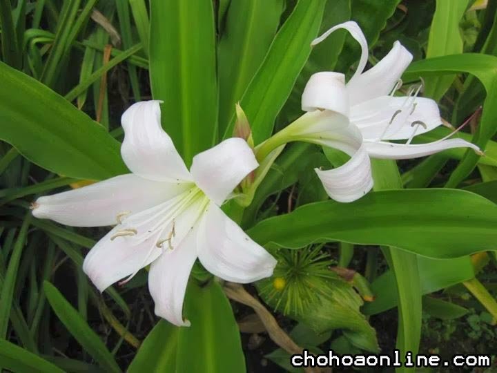 Giống Cây Bò Cạp Vàng