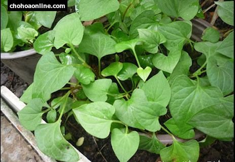 Cây Vạn Tuế Để Bàn
