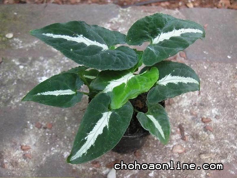 Cây Khế Tàu