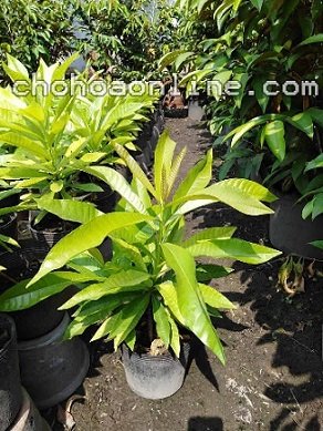 Cây Lưỡi Hổ Thủy Sinh Để Bàn