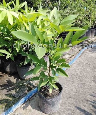 Cây Kè Nhật Trồng Chậu Phối Kết (mix nhiều loại)