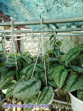 Cách Chăm Sóc Cây Nhện