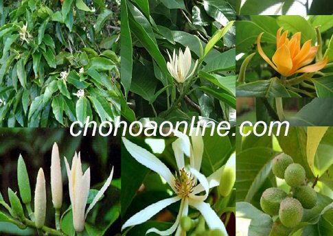 Cây Kè Nhật Trồng Chậu Phối Kết (mix nhiều loại)