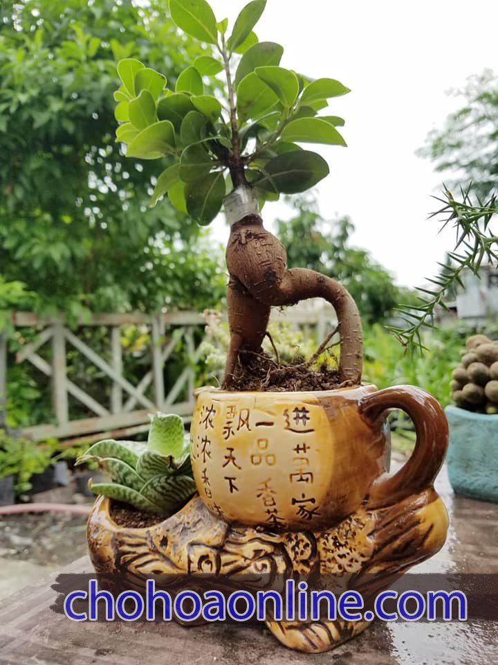 Cây Trúc Đuôi Chồn