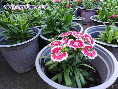 Cây Ngũ Gia Bì Để Bàn