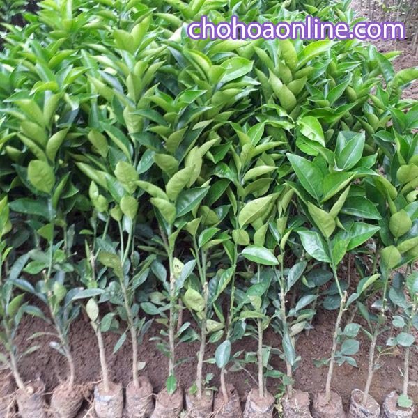 Cách Chăm Sóc Cây Hoa Cát Tường