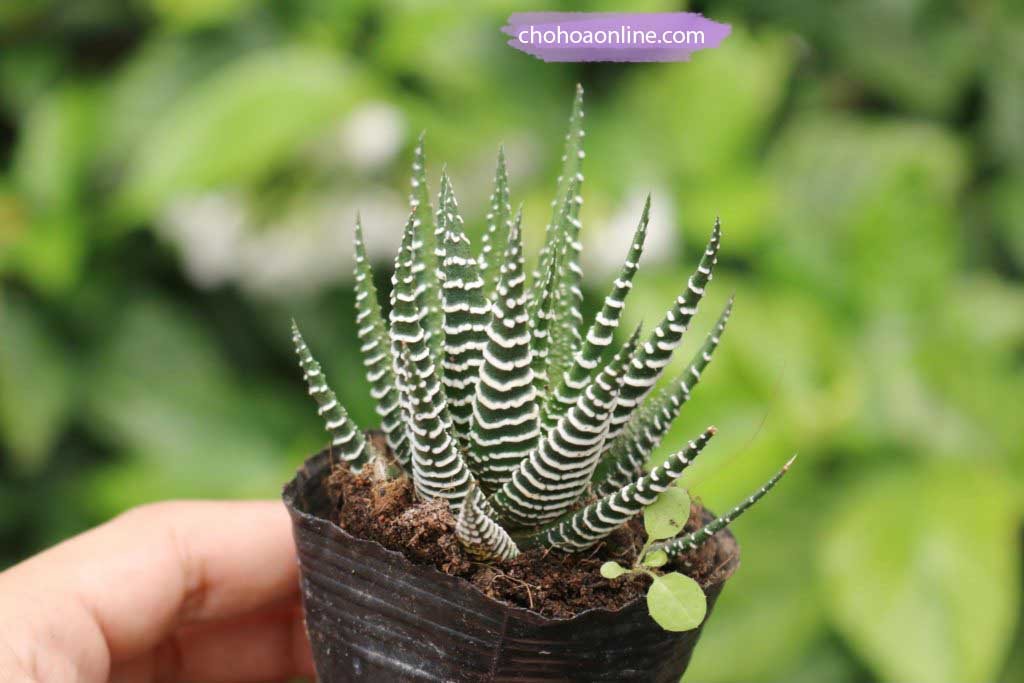 Cây Oải Hương