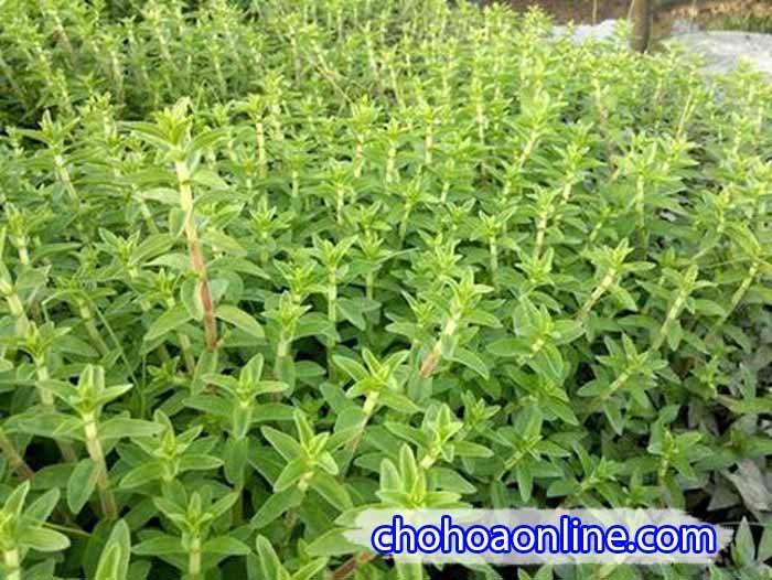 Cây Oải Hương