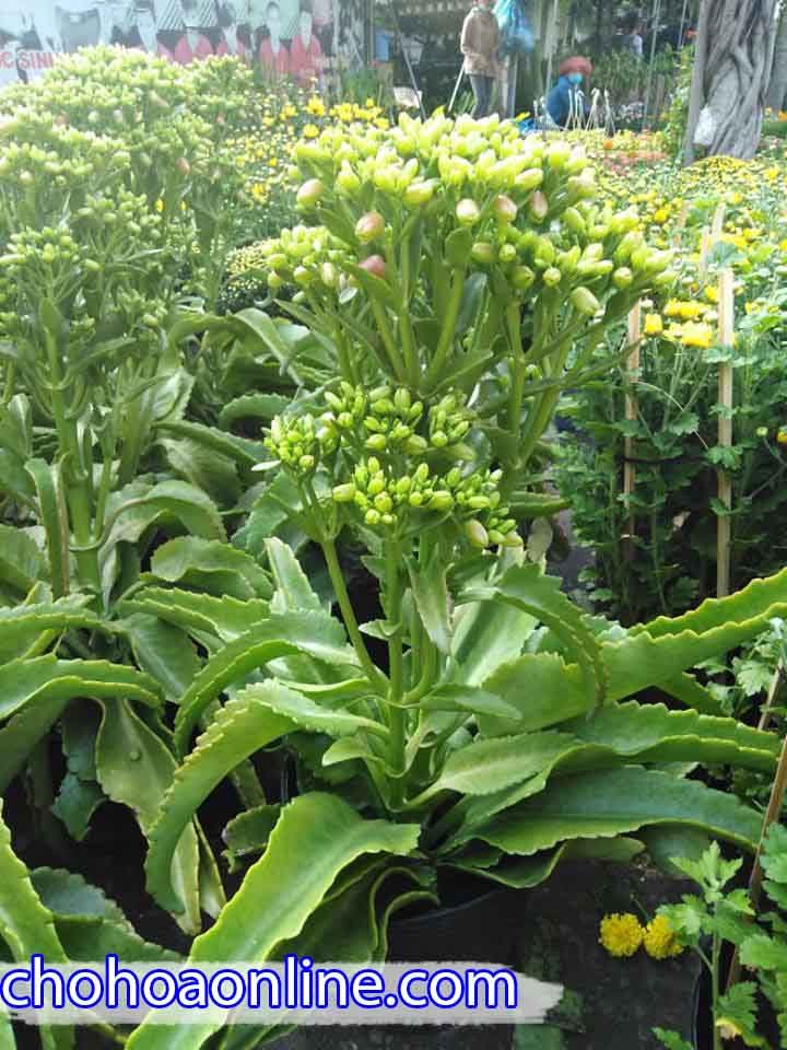Giống Cây Dâu Tằm