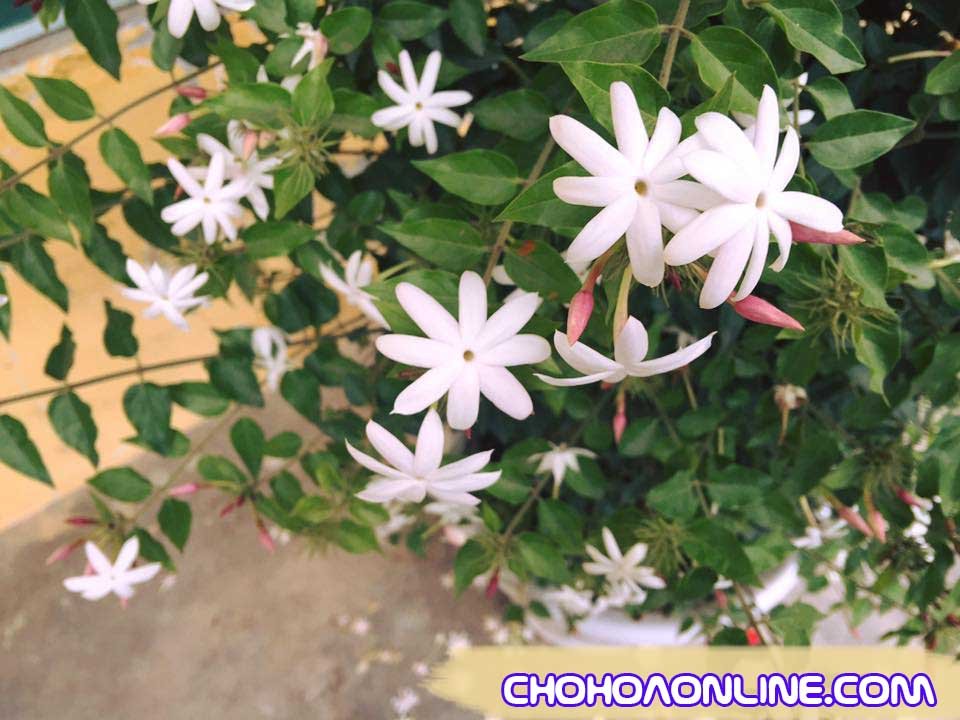 Giống Cây Dưa Leo