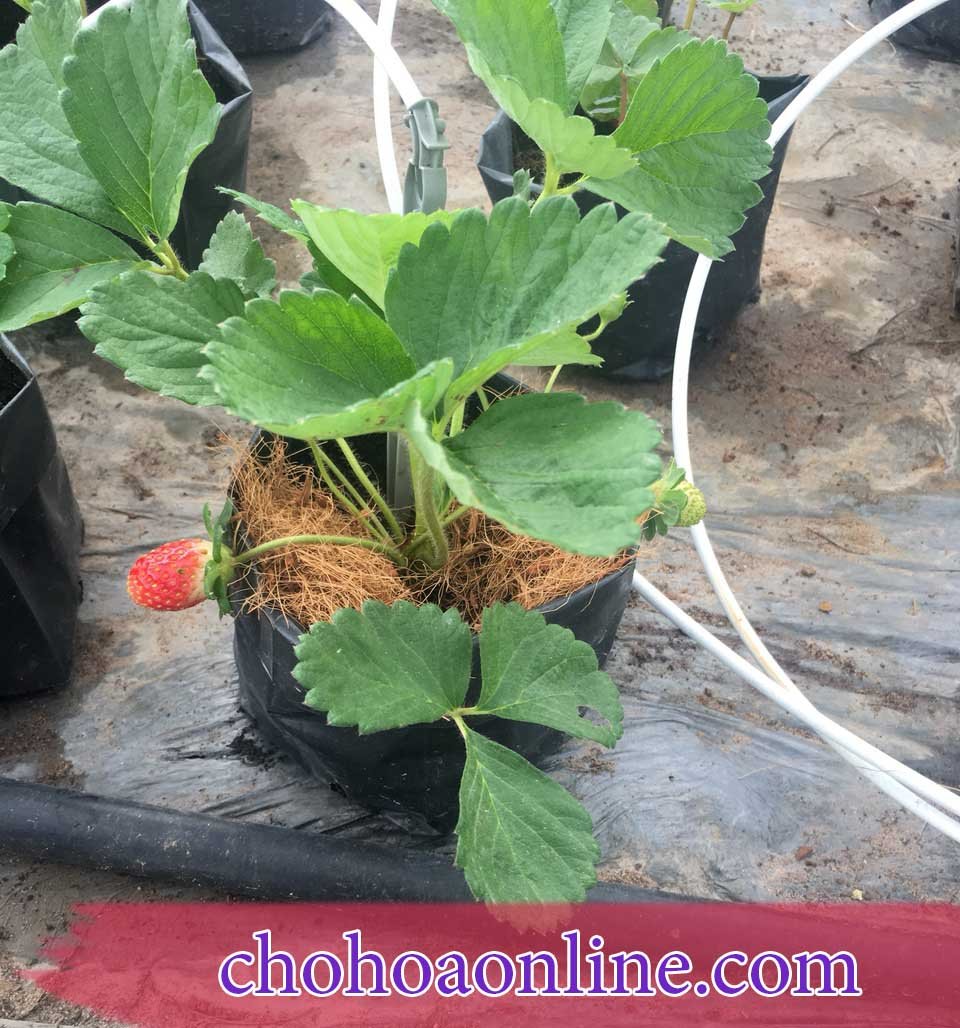 Bụi Cây Trúc Nhật