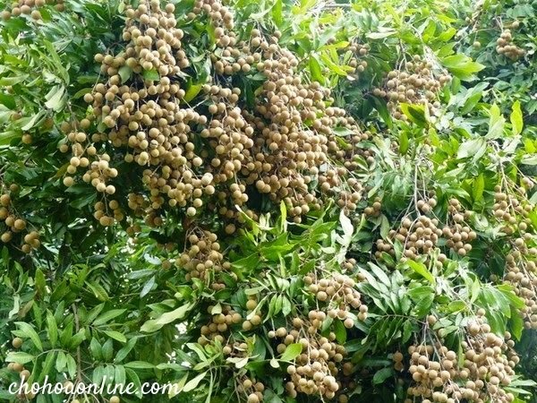 Bụi Cây Trúc Nhật 2