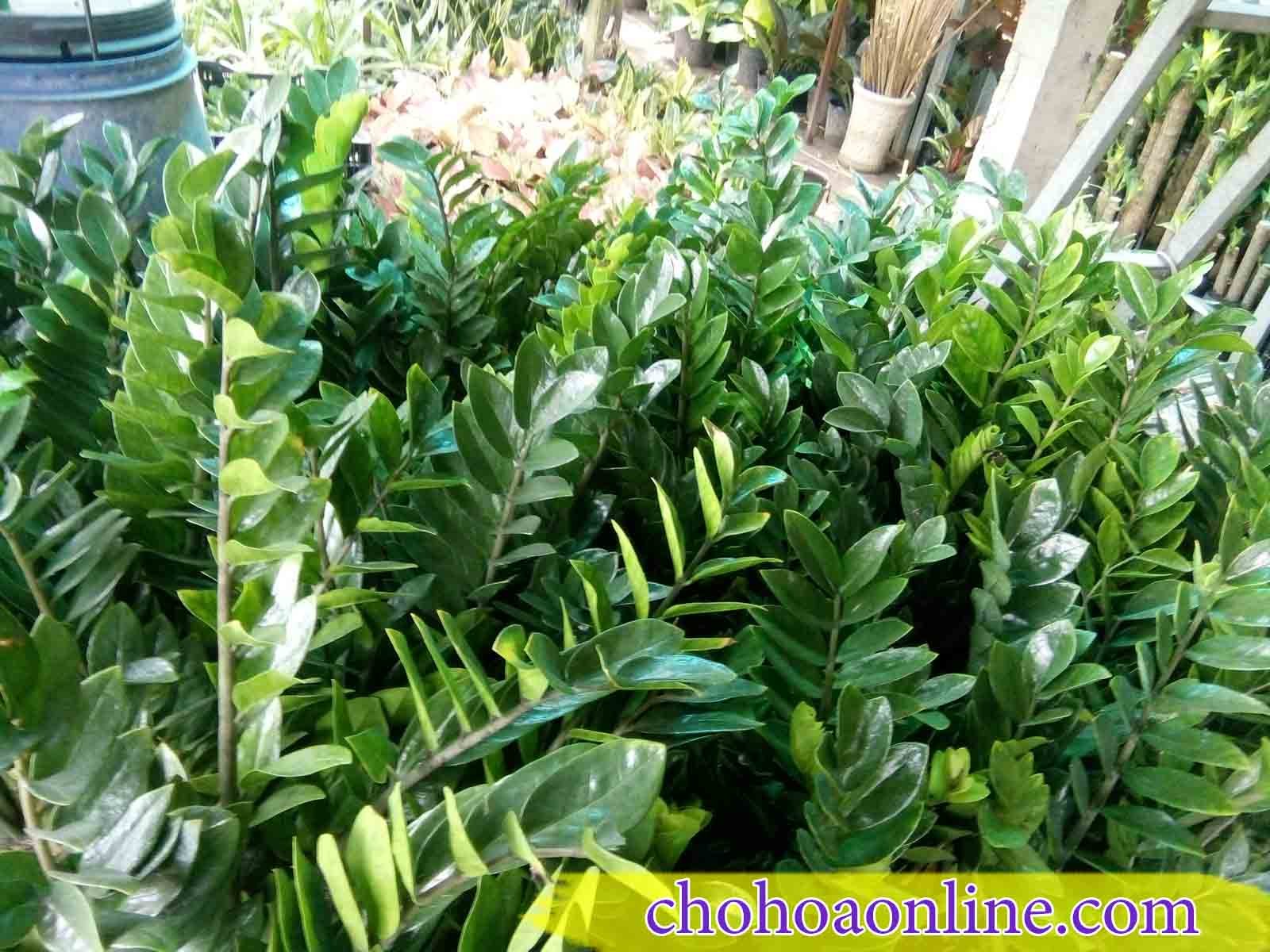 Giống cây cà tím
