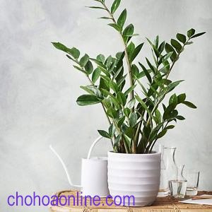 Giống cây cà tím 2