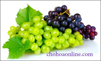 Cây Ngọc Ngân Để Bàn