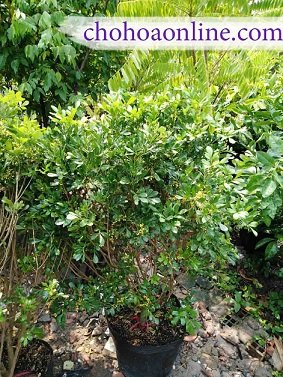 Cây Kè Nhật Trồng Chậu Phối Kết (mix nhiều loại)