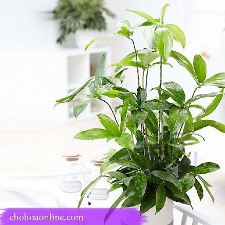 Cây Tùng Bồng Lai