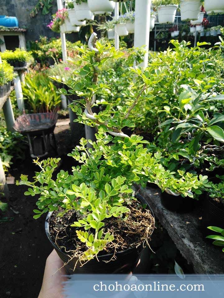 Cây Trầu Bà Cẩm Thạch Để Bàn