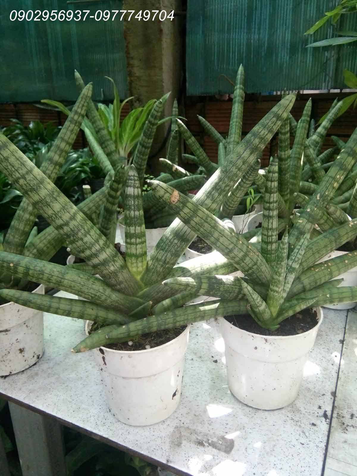 Cây Sen Đá Kim Cương 2