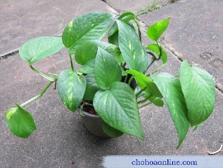 Cây Nho Biển