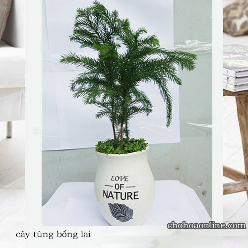 Cây Nho Biển