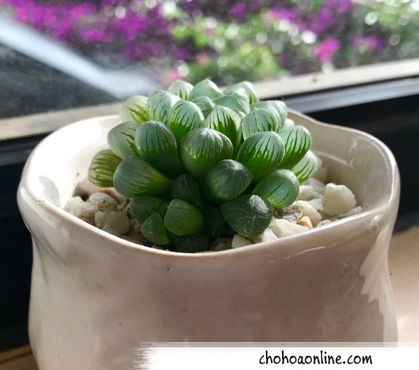Cây Hồng Leo Cổ Hải Phòng