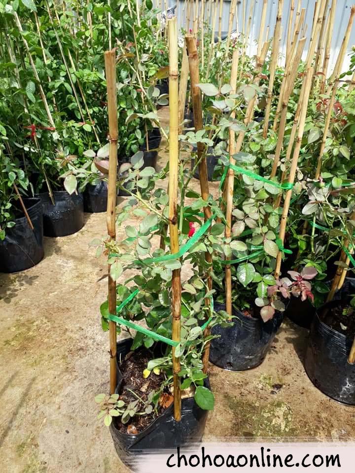 Cây Ngô Đồng Cảnh