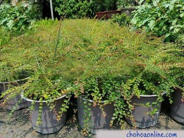 Cây Thiên Tuế Nam Mỹ