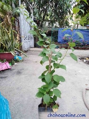 Cây Chuối Hoa