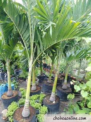Cây Tường Vi Hoa Màu Hồng
