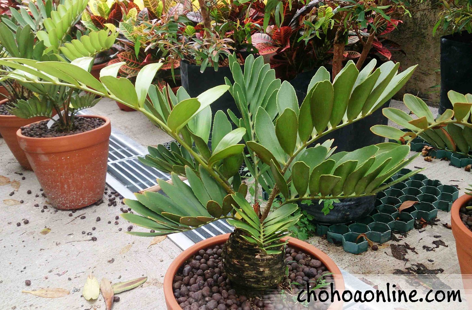 Cỏ Lan Chi Xanh